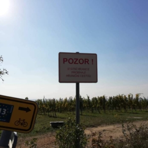 ČZ 125 typ 453 z roku 1961 - První projížďka 163 ČZ 125 typ 453 z roku 1961 - První projížďka 141