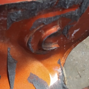 Puch Monza 4S z roku 1977 - Nádrž 208 Puch Monza 4S z roku 1977 - Nádrž 208