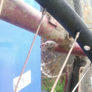 Bicykl ČZ - Před ošetřením 31 Bicykl ČZ - Před ošetřením 31