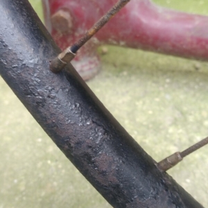 Bicykl ČZ - Před ošetřením 36 Bicykl ČZ - Před ošetřením 36