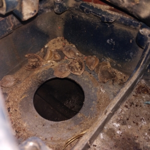 ČZ 175 typ 477 z roku 1970 - Průzkum a první rozebírání - pokračování 24 ČZ 175 typ 477 z roku 1970 - Průzkum a první rozebírání - pokračování 24