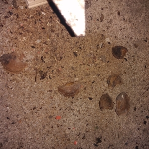 ČZ 175 typ 477 z roku 1970 - Filtrbox 139 ČZ 175 typ 477 z roku 1970 - Filtrbox 139