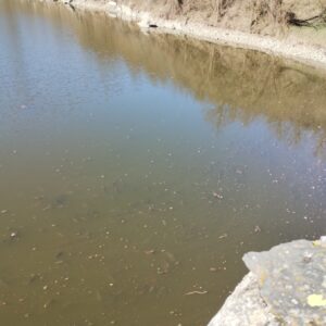 ČZ 125 typ 453 z roku 1961 - Hráz Jevišovice 76 ČZ 125 typ 453 z roku 1961 - Hráz Jevišovice 76